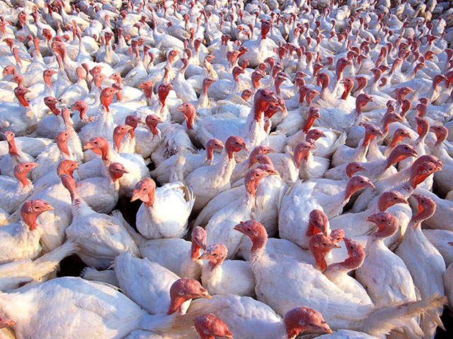 USDA is looking at H5N2-affected poultry operations to see the levels of biosecurity measures in place. (Photo licensed under public domain via Wikimedia Commons)